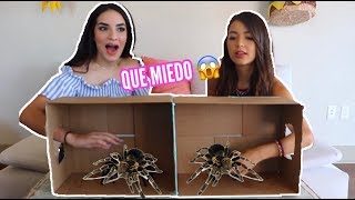 Qué Hay En La Caja? Ft. Caelike Kimberly Loaiza