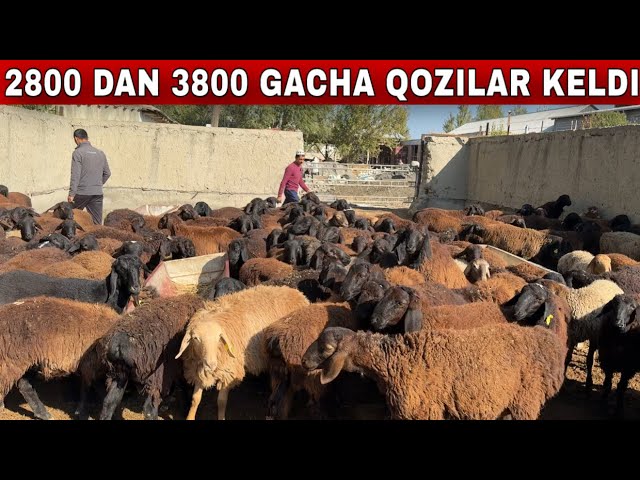 Men xojayinimdan porno olishni xohlardim. Katta dumbali qora tanli ayollar bilan porno