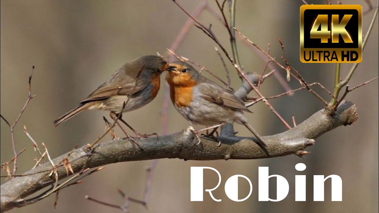cute bird robin falling in love with nature in 4k, Relaxing Sound ...