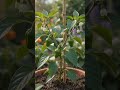🫑 Bell Pepper Growing Time-Lapse in 10 Seconds 🌱 From Seed to Colorful Harvest | Ultra Realistic 8