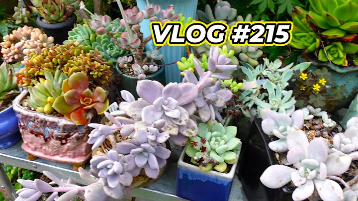 SUCCULENT ROT CARE - VLOG #215 | Growing Succulents with LizK - DayDayNews