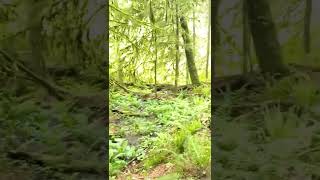 walking through the forest w/wifey