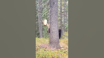 CRAZY bull moose sounds up CLOSE!!! #hunting #moose #nature #WILDlife