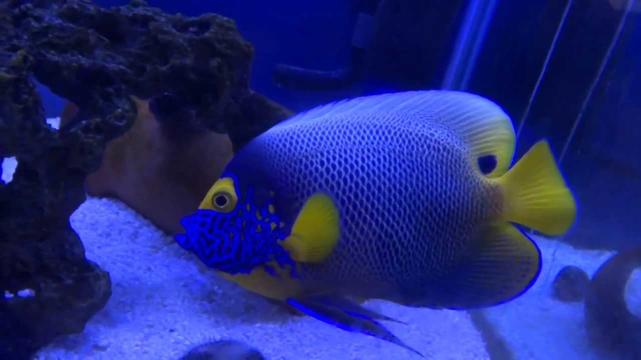 大型ヤッコ ハギ水槽 Youtube