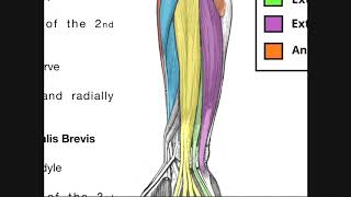 Posterior Forearm Muscles | Superficial Layer