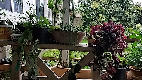 Who Knows What Happened To Furry Potato?