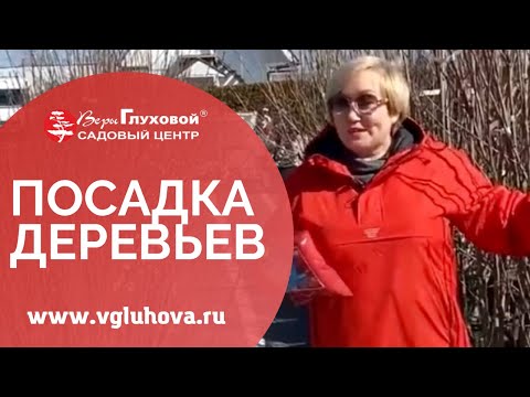 Видео: Деревья в контейнерах - Как выращивать деревья в контейнерах