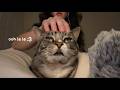 giving my cat (and u) tingles (asmr)