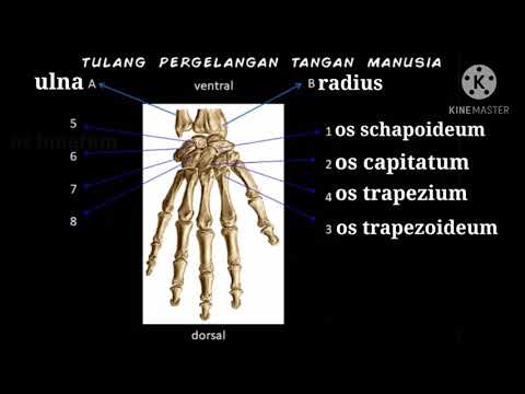 Tulang Pergelangan Tangan-A-076