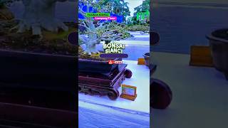 Download Lagu PAMNAS BONSAI‼️Lampung timur 23-10-2025 #shorts MP3