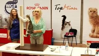 Kurilian reaches for the top by Golden Look*LT - Kurilian bobtail cattery 48 views 8 years ago 1 minute, 34 seconds