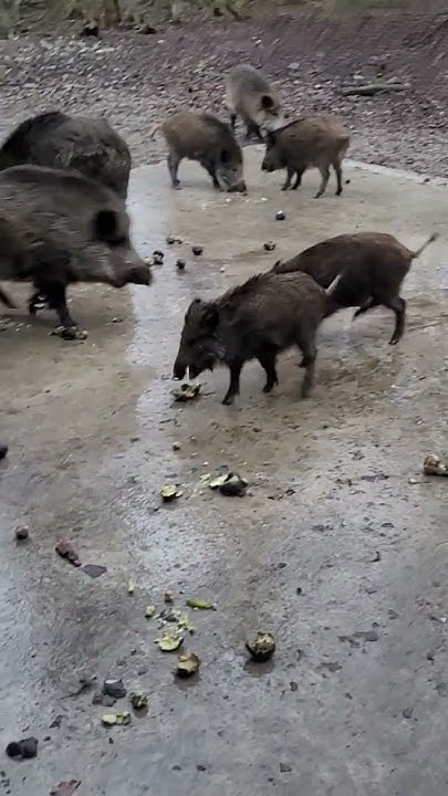 Дикі свині🐗 - YouTube