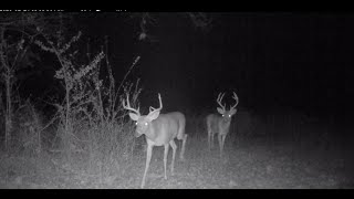Nightly Wildlife Parade: Bucks and Does Journeying by Game Camera