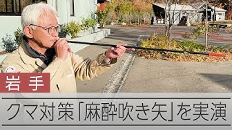 Thumbnail for クマ対策に使われる「麻酔吹き矢」　射手として活動する盛岡市動物公園の園長が実演