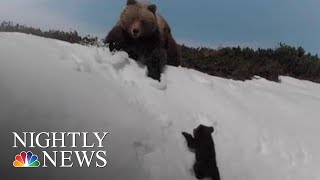 Viral Video Shows Mighty Bear Cub Aiming To Reach Parent Atop Snowy Mountain Nbc Nightly News