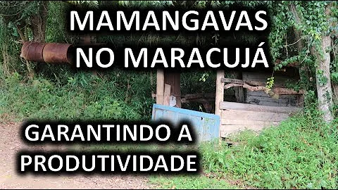 O que atrai as mamangavas?