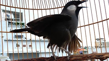 Khướu bạc má Múa Hót buổi sáng cực hay/Múa Xòe cực đỉnh/kích khướu nhà bạn múa theo