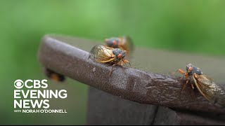 How the cicada phenomenon is capturing our collective attention