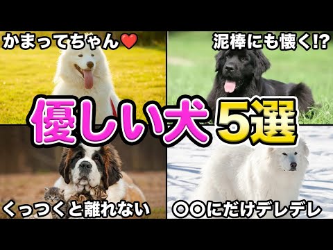 【初心者におすすめ】優しくて飼いやすい大型犬5選！！