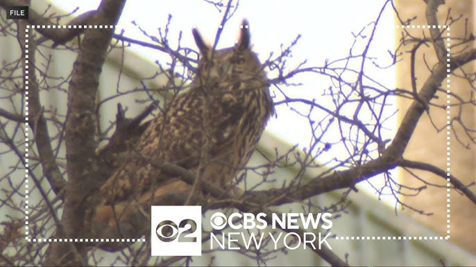 Central Park Zoo Says Flaco Had Rat Poison In His System When He Died