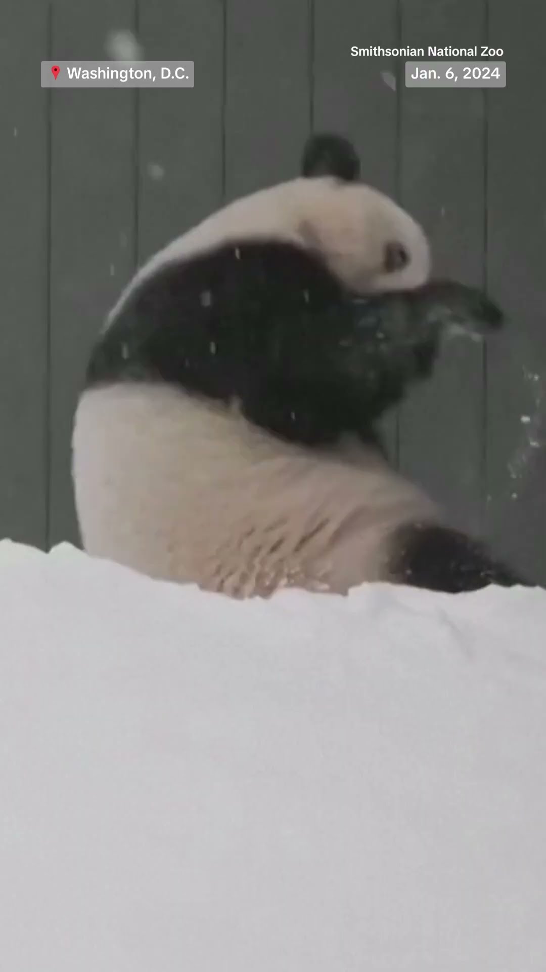 Pandas at the National Zoo in D.C. play in the snow