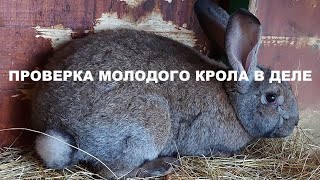 ПРОВЕРКА МОЛОДОГО КРОЛА В ДЕЛЕ🐰СЛУЧКА КРОЛИКОВ🐰🐇КУПИЛИ СОБАКУ 🐕НЕМЕЦКУЮ ОВЧАРКУ🐕