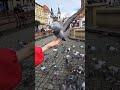 Slow motion birds 🐦