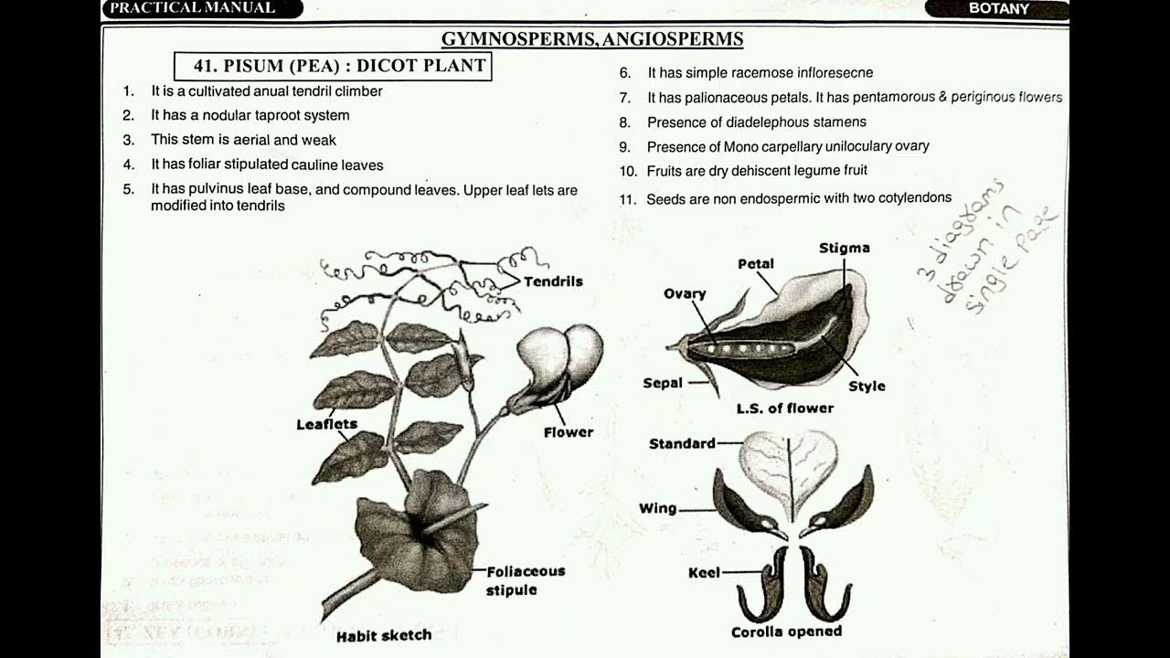 intermediate botany practical record // botany record // botany practical record botany YouTube