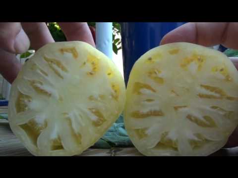 Video: White Queen Tomato Info: Kako uzgajati biljku rajčice bijele kraljice