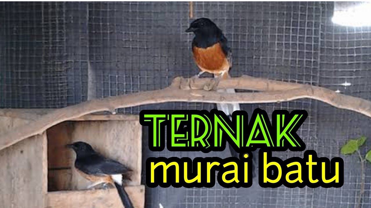 Belajar Ternak Burung Murai Batu YouTube