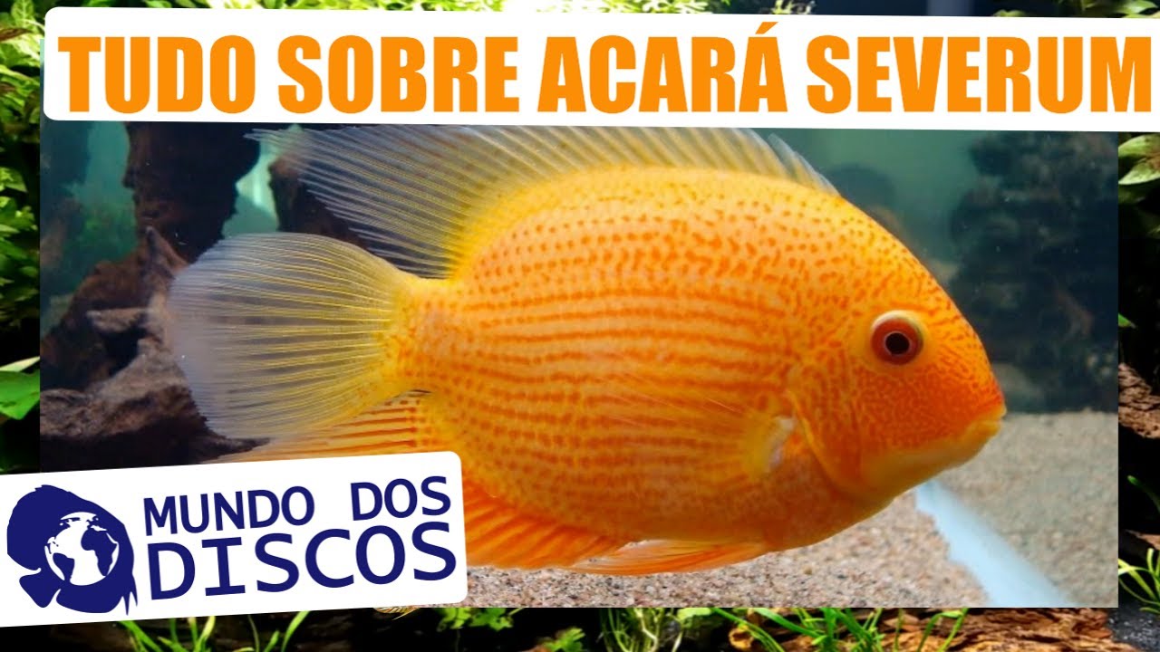 APRENDA TUDO SOBRE ACARÁ SEVERUM! PH, ALIMENTAÇÃO, COMO CUIDAR E MUITO MAIS!