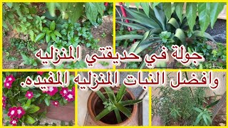 جولة في حديقة منزلي 🏡 افضل النباتات المنزليه الجميله والمفيدة