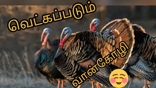 Details The Blushing Turkey & Other Interesting Fun Facts/ Wednesday wisdom/infotainment Update