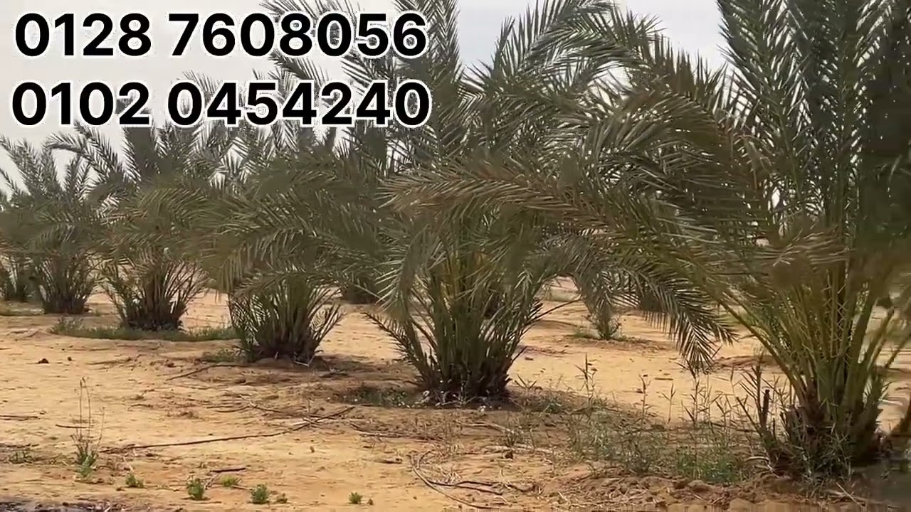 مزرعه 15فدان دافعه جميع الاقساط وبتصرف كيماوي بسعر مناسب للجميع 