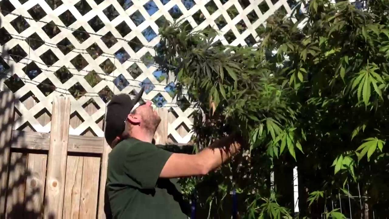 OMMP 2013 Tiller killer. Harvest time