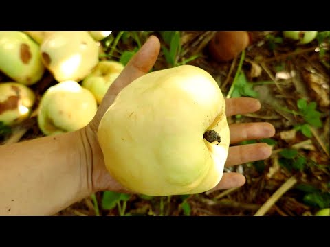 Video: Apple tree 