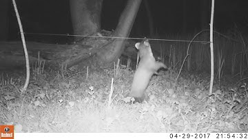 Wildcam: de boommarter