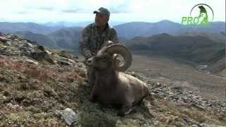 Snow Sheep In Magadan Trailer Shots