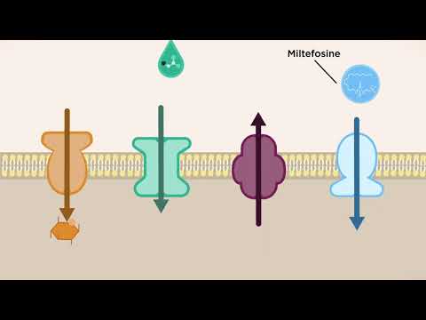 Video: Voor leishmania donovani is het kenmerkend?