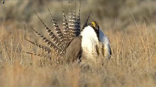 The Ute Mountain Ute Tribe's Spiritual Connection to Nature Guide