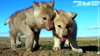 Robotic Wolf hangs out with Wolf Cubs at Den
