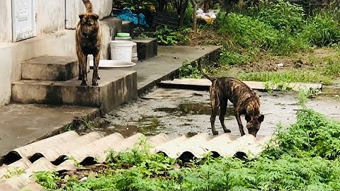 Đàn chó phú quốc săn chuột