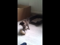 Aicha speelt