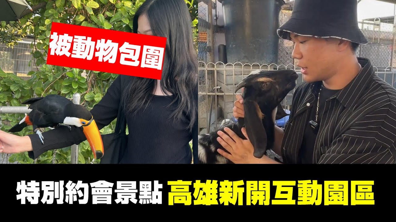 高雄動物超多的咖啡廳?!鸚鵡、巨嘴鳥、老鷹、水豚、草泥馬保證給你不一樣的體驗!超優質約會新景點!嘎逼牛奶寵物互動園區 縮圖