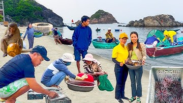 Cù Lao Chàm Hòn Đảo Còn Nhiều Cá Nhất Bảo Từng Biết,Đặc Sản Nhím Biển Của Xứ Đảo