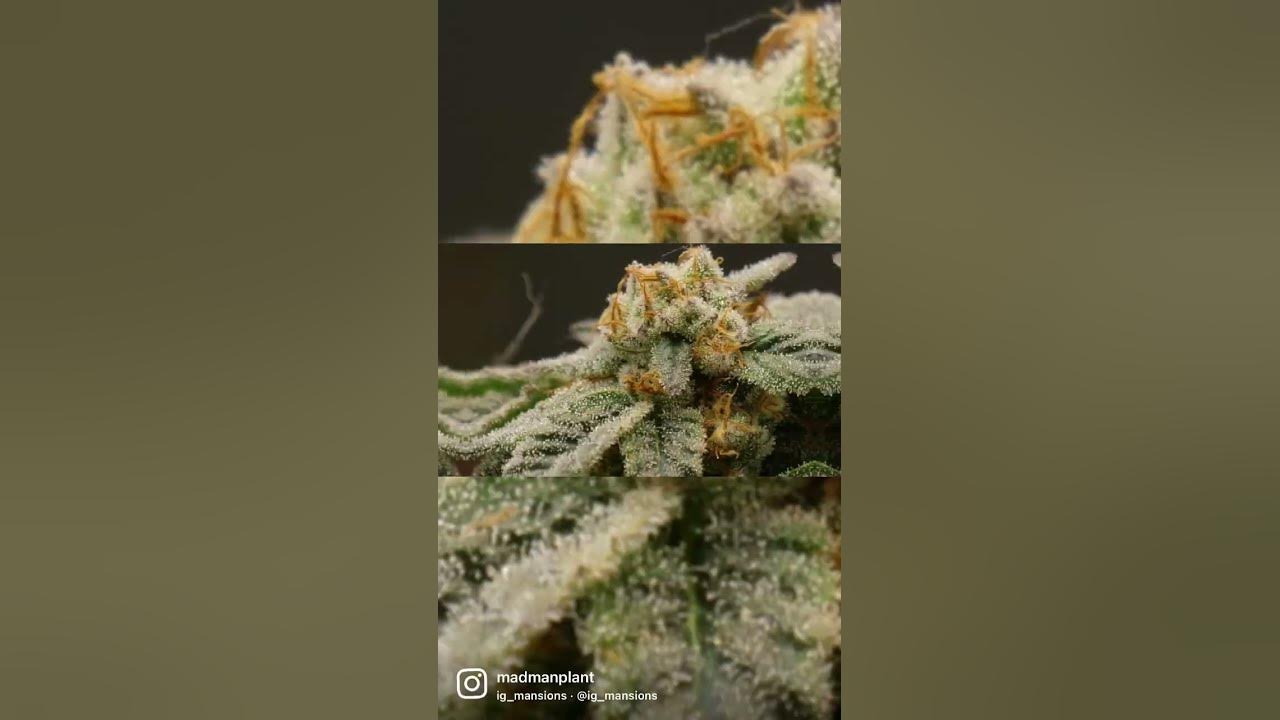 This Grape Stank strain from compound 🧬 is a cross of Garlic