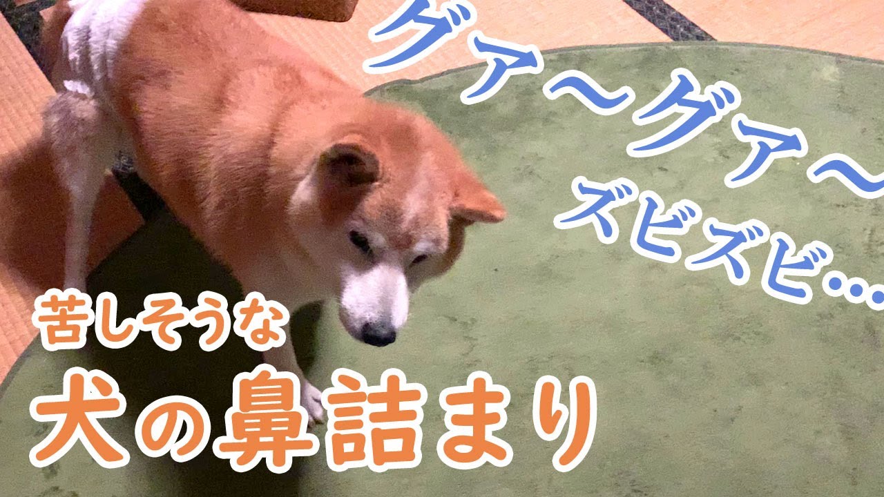 犬 鼻 が 詰まっ た よう な 呼吸