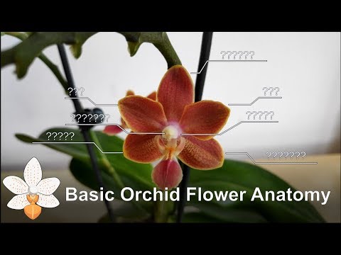 Basic Orchid Flower Anatomy