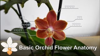 Basic Orchid Flower Anatomy