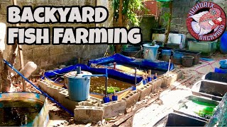 Magkano ba ang KITA at GASTOS sa maliit na Aquarium FISH FARMING??small scale backyard fish farming